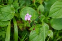 Geranium robertianum