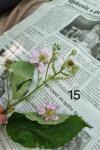 Rubus caesius