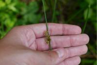 Juncus effusus