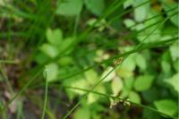 Juncus effusus