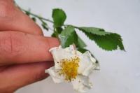 Rosa arvensis