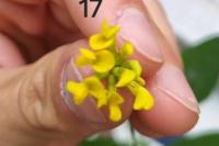 Hippocrepis comosa