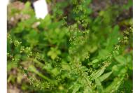 Rumex conglomeratus