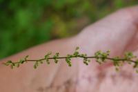 Rumex conglomeratus