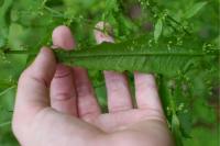 Rumex conglomeratus