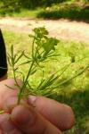 Euphorbia cyparissias