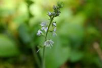 Veronica officinalis