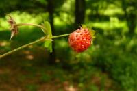 Fragaria vesca