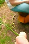 Carex flacca