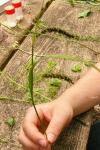 Carex flacca