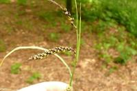 Carex flacca