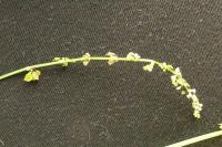 Rumex acetosa