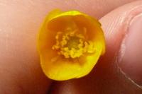 Ranunculus bulbosus