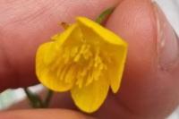 Ranunculus serpens