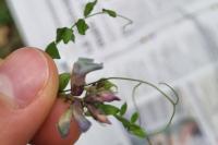 Vicia sepium
