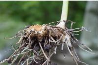 Polygonatum multiflorum