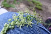 Loncomelos pyrenaicus