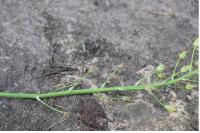 Loncomelos pyrenaicus