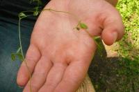 Vicia sativa