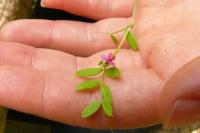 Vicia sativa