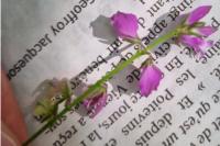 Polygala vulgaris