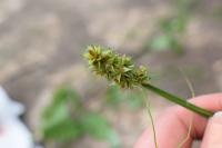 Carex otrubae
