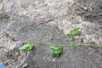 Geranium robertianum