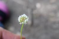 Trifolium repens