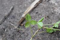 Trifolium repens