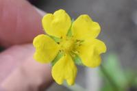 Potentilla reptans