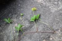 Potentilla reptans