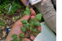 Viola riviniana