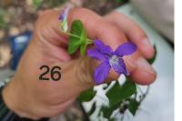Viola riviniana