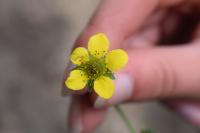 Geum urbanum