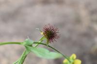 Geum urbanum