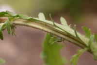 Leucanthemum vulgare