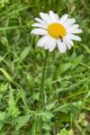 Leucanthemum ircutianum