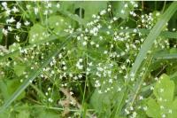 Galium palustre