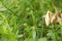 Galium palustre
