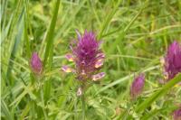 Melampyrum arvense