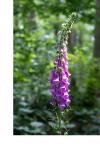 Digitalis purpurea