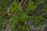 Euphorbia helioscopia