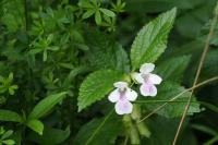 Melittis melissophyllum