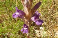 Phelipanche arenaria