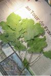 Quercus robur