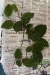 Carpinus betulus
