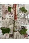 Hedera helix