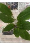 Castanea sativa