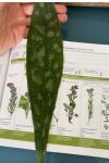 Pulmonaria longifolia