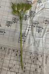 Primula veris
